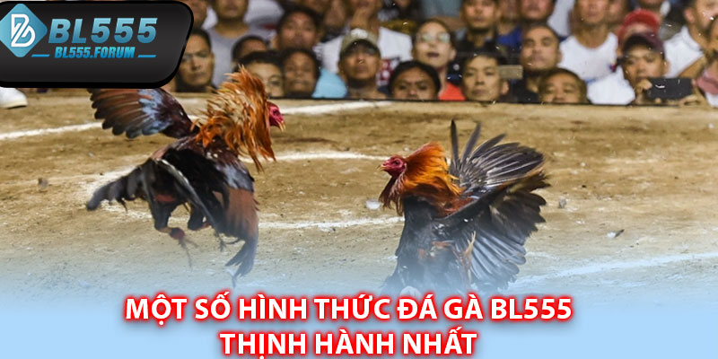 Một số hình thức đá gà bl555 thịnh hành nhất 