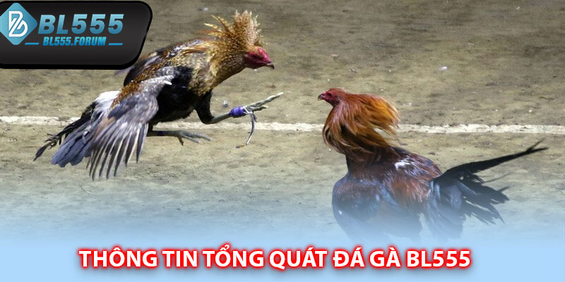 Thông tin tổng quát đá gà bl555 